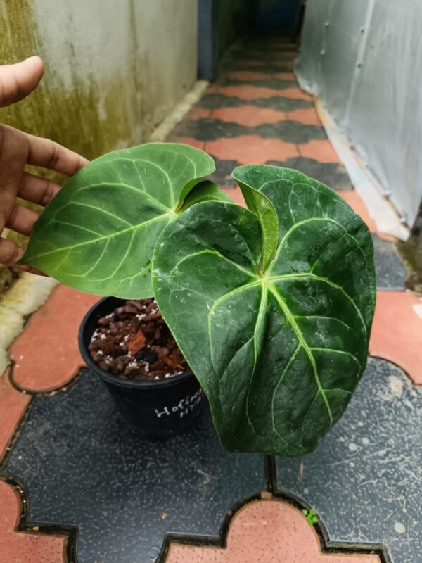 Anthurium Hoffmani x Magnificum - Image 3