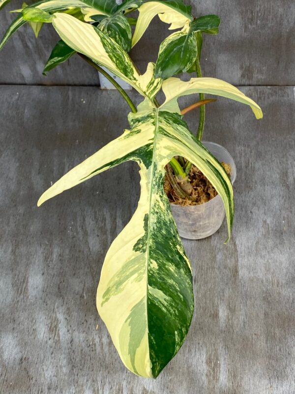 Philodendron Florida Beauty