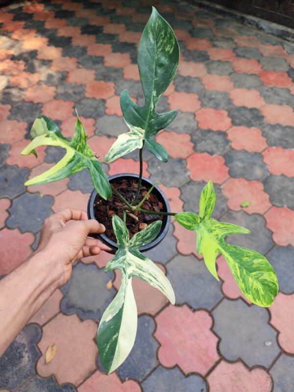 Philodendron Florida Beauty - Image 2