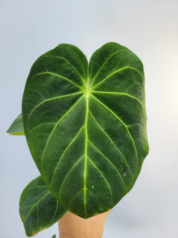 Anthurium Hoffmani x Magnificum