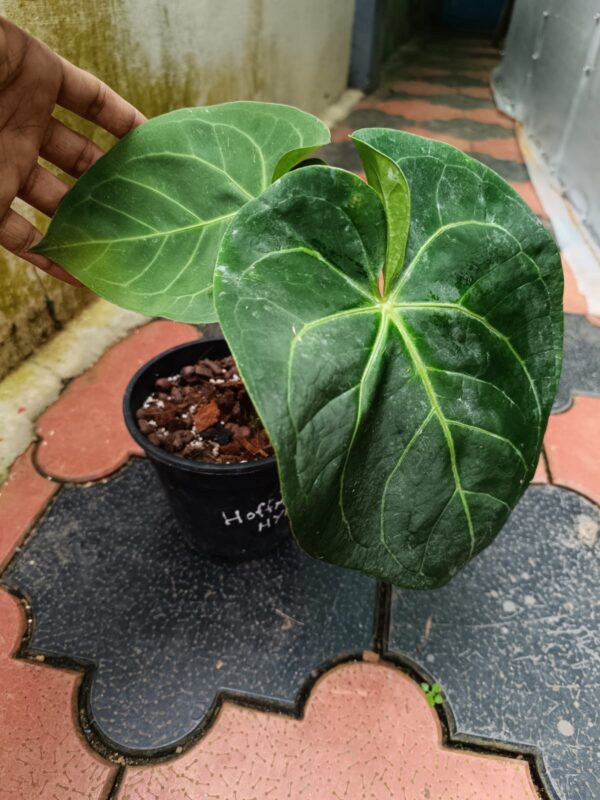 Anthurium Hoffmani x Magnificum - Image 2
