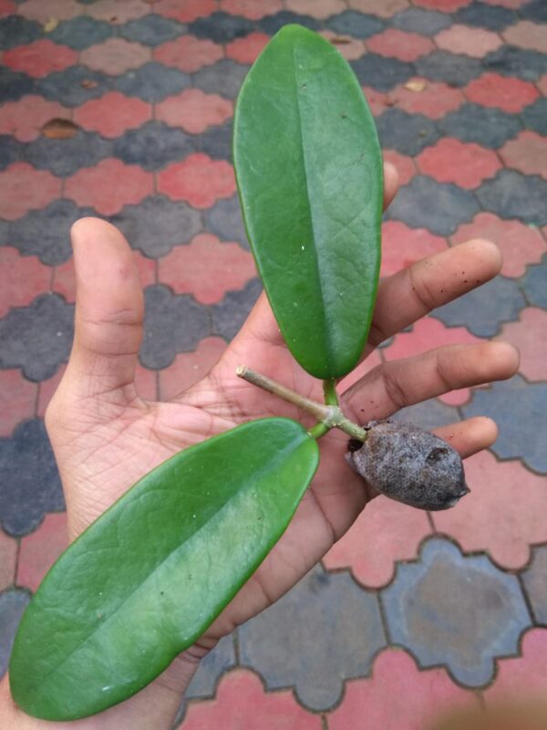 Hoya Coronaria Red. - Image 3