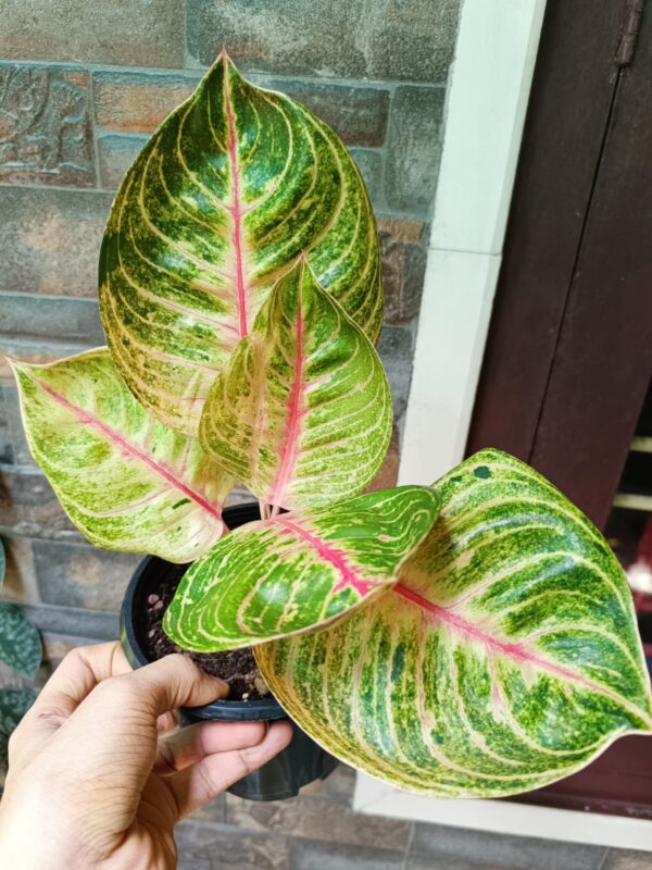 Aglonema Pink Moonlight