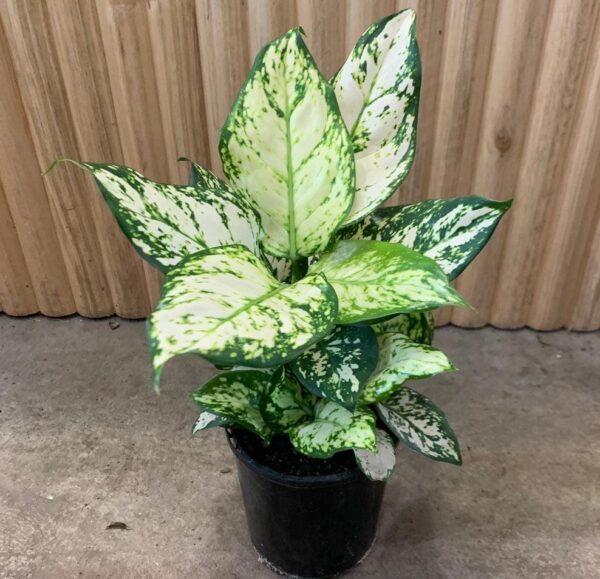 Aglonema White Anyamanee