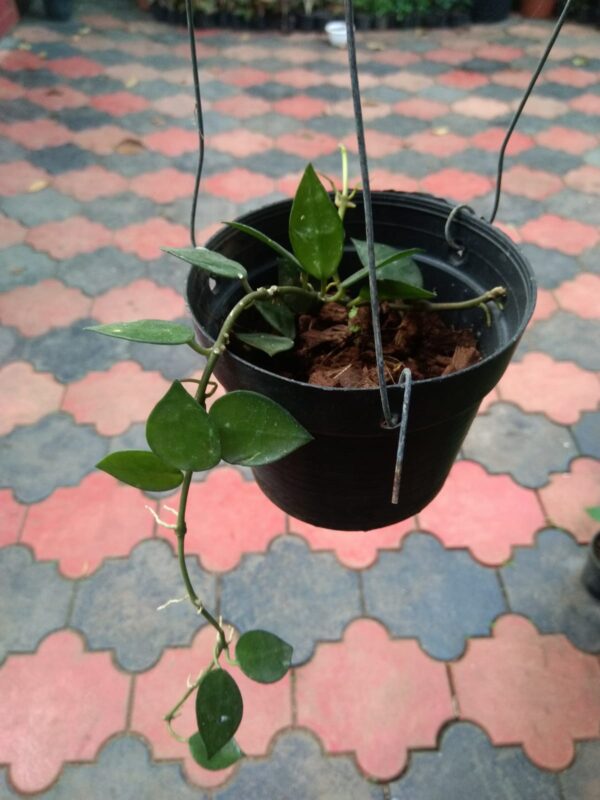 Hoya Krohniana Eskimo. - Image 3