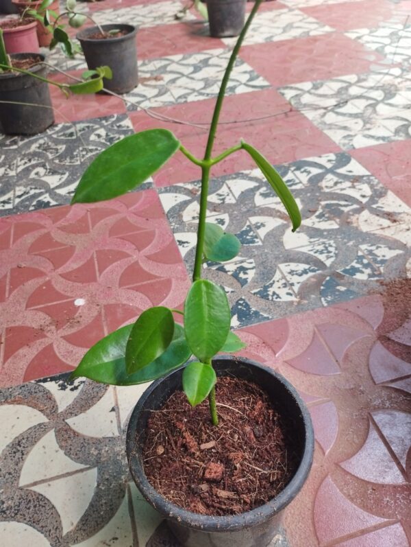 Hoya Affinis. - Image 2