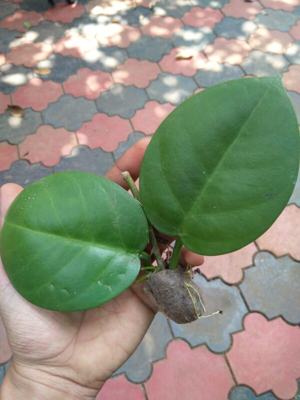 Hoya Australis ssp tenuipes - Image 2