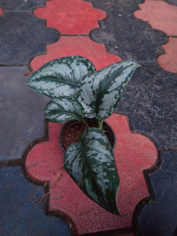 Satin pothos - Image 2