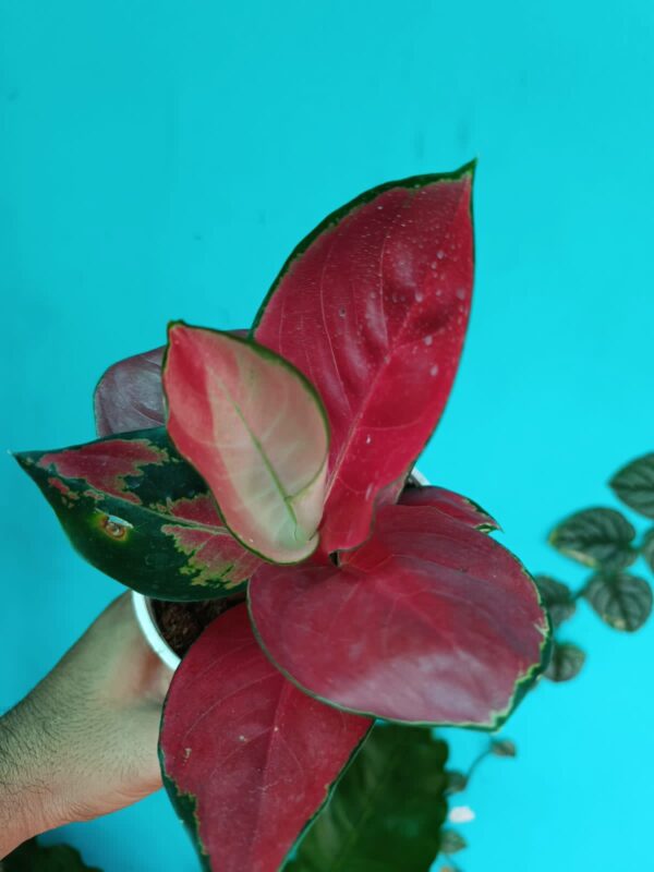 Aglonema Jaipong Red - Image 2