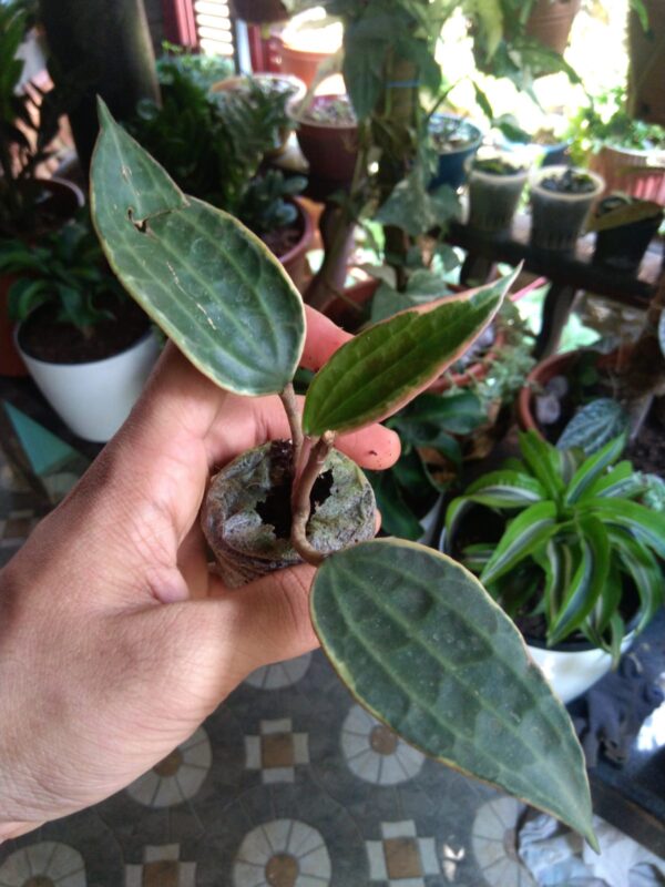 Hoya Macrophylla - Image 2