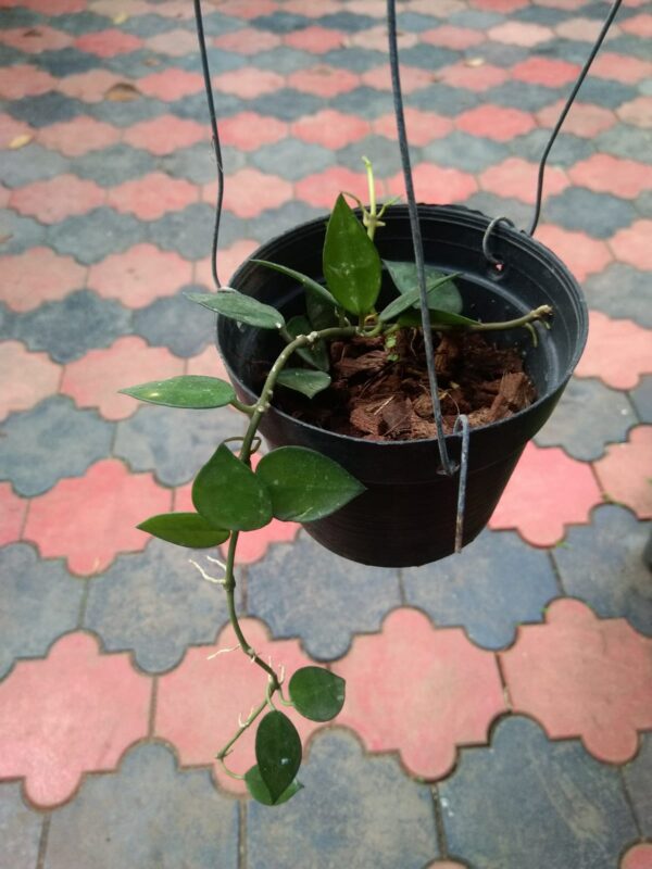 Hoya Krohniana Eskimo. - Image 2