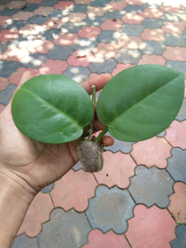 Hoya Australis ssp tenuipes - Image 3