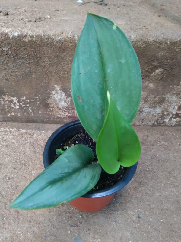 MOONLIGHT POTHOS - Image 2