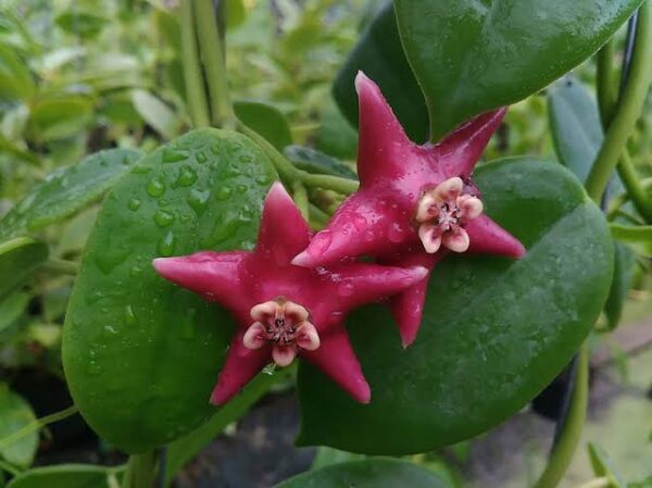 Hoya Coronaria Red.
