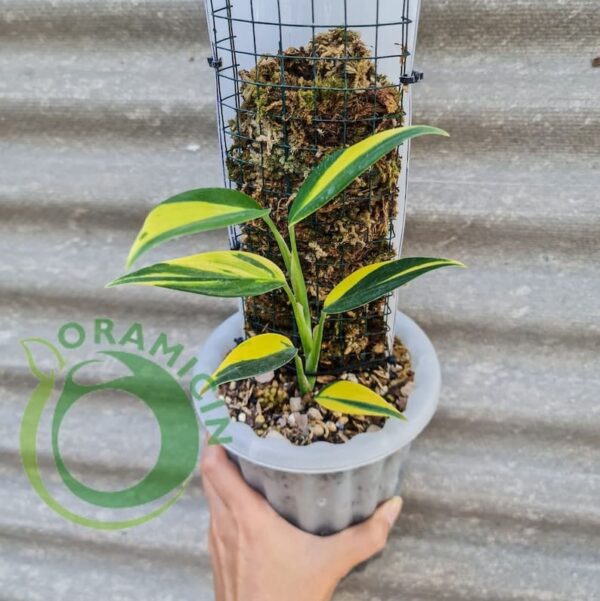 Scindapsus Coriaceus Variegated