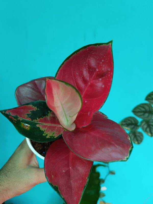 Aglonema Jaipong Red - Image 3