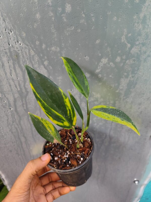 Scindapsus Coriaceus Variegated - Image 2