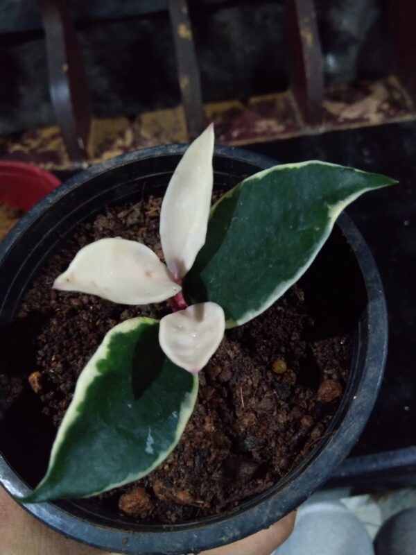 Krimson  Queen Hoya. - Image 2