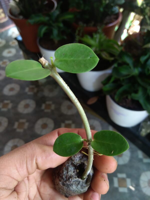 Hoya Cumingiana - Image 2