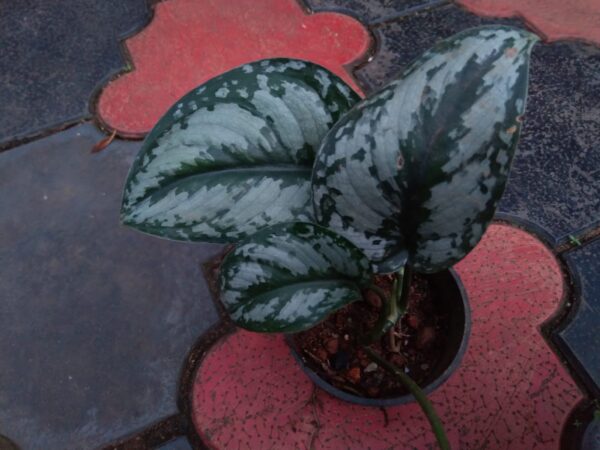 Satin pothos - Image 3