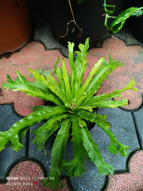 ASPLENIUM NIDUS AUREA - Image 2