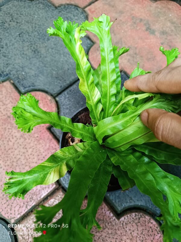 ASPLENIUM NIDUS AUREA - Image 3