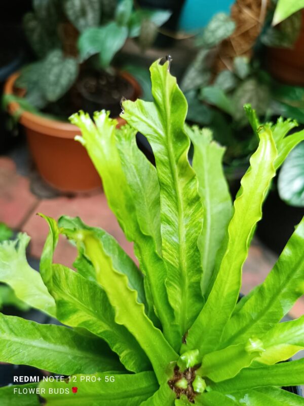 ASPLENIUM NIDUS AUREA - Image 4
