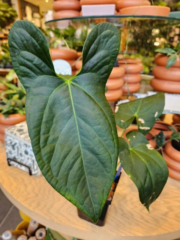 Anthurium Amazon Rabbit