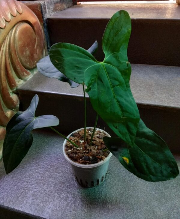 Anthurium Amazon Rabbit - Image 2
