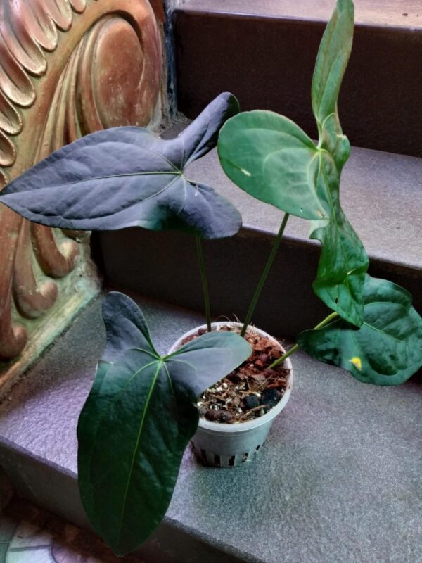 Anthurium Amazon Rabbit - Image 3