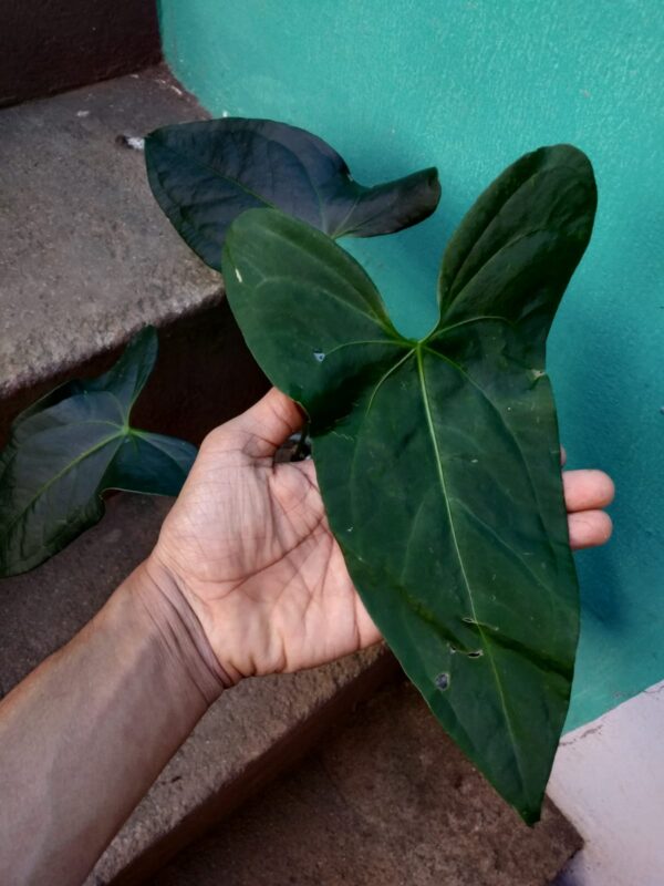 Anthurium Amazon Rabbit - Image 4