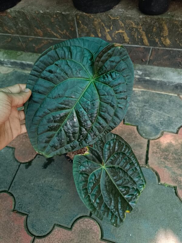 Anthurium David Portilla Dreams Dark Form - Image 2