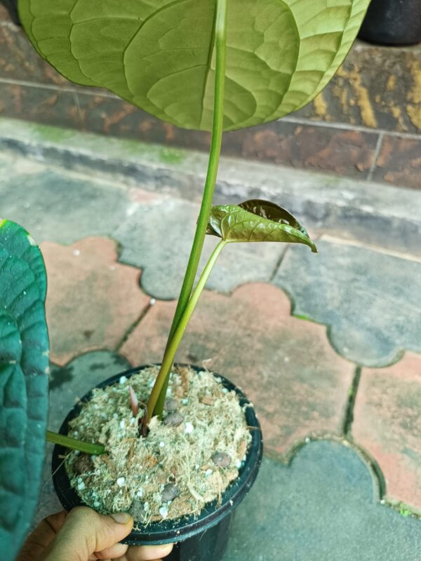 Anthurium David Portilla Dreams Dark Form - Image 3