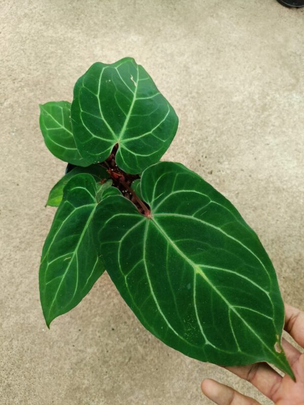Anthurium Dressleri x Red Crystallinum