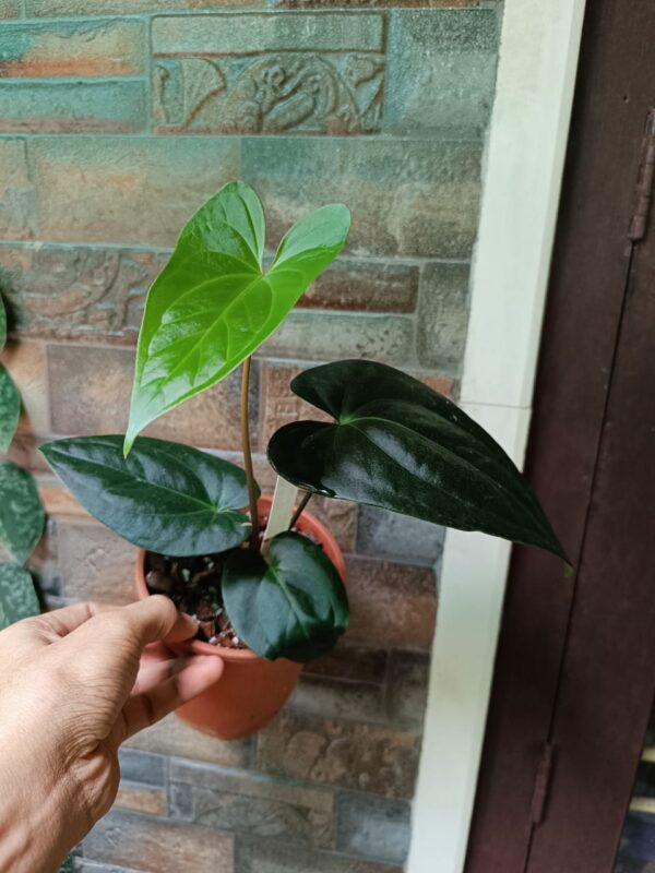 Anthurium Gigi Dreams