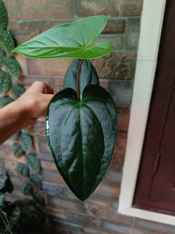 Anthurium Gigi Dreams - Image 2