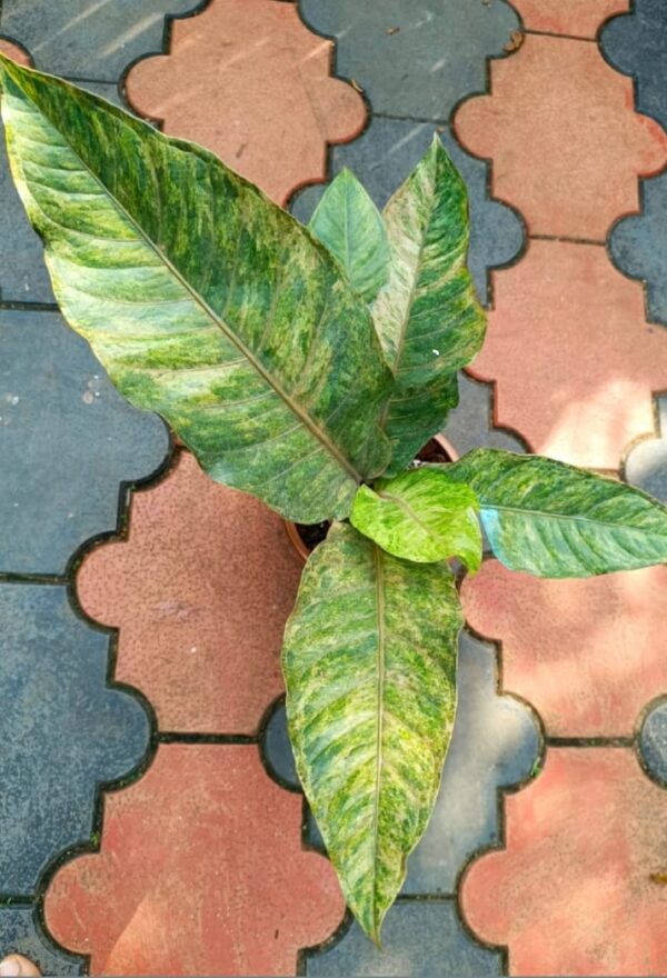 Anthurium Hookeri Pink Tricolor