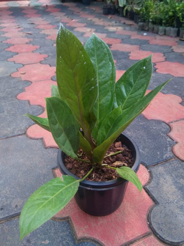 Anthurium Jenmanii - Image 2