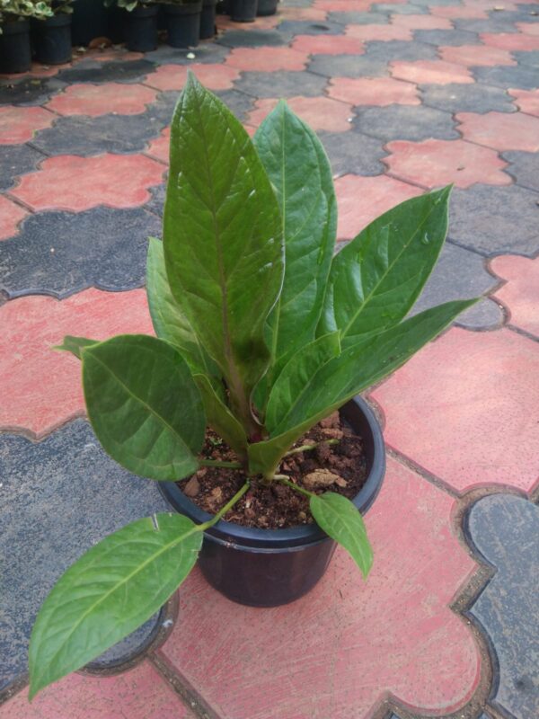 Anthurium Jenmanii - Image 3