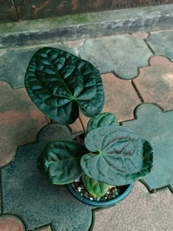 Anthurium Raven Soul - Image 3