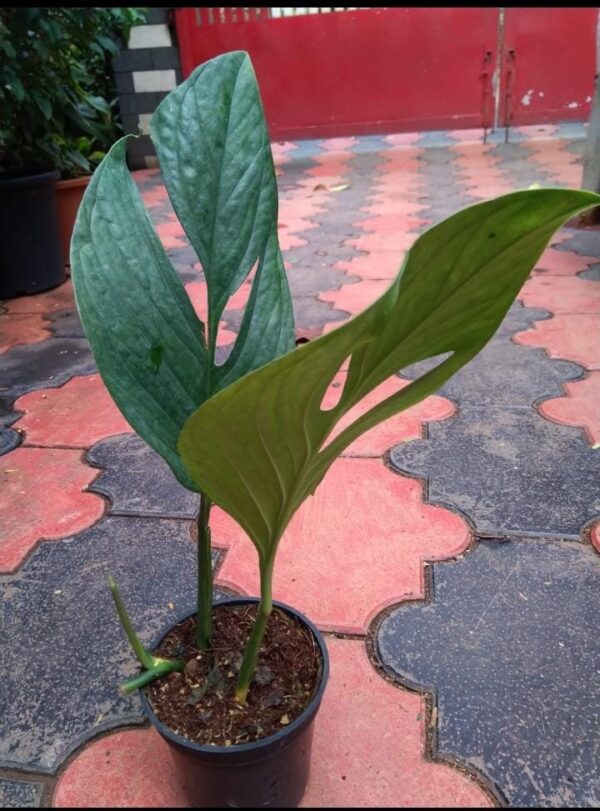 MONSTERA Pinnatipartita  Semi Mature - Image 3