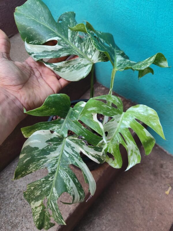 Monstera White Tiger Variegated - Image 2