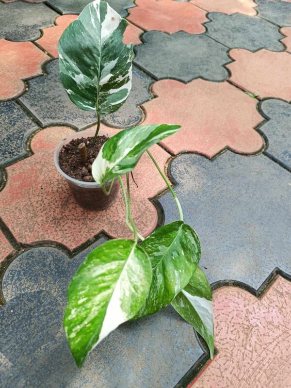 Philo Epipremnum Pinnatum Variegated - Image 2