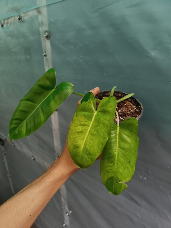 Philodendron Burlmax Mint Variegated - Image 2