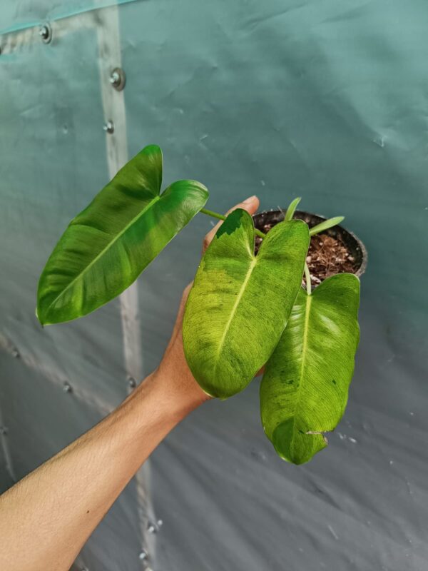 Philodendron Burlmax Mint Variegated - Image 3