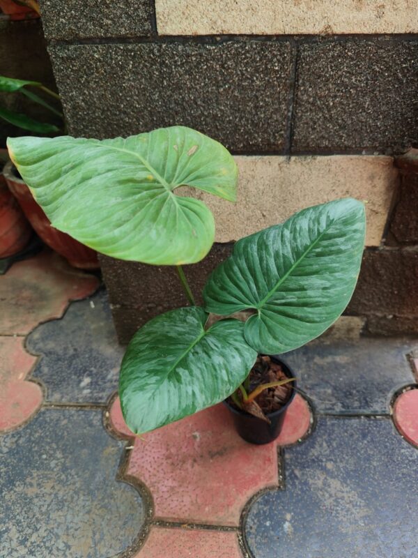 Philodendron Sodiroi Matured . - Image 3