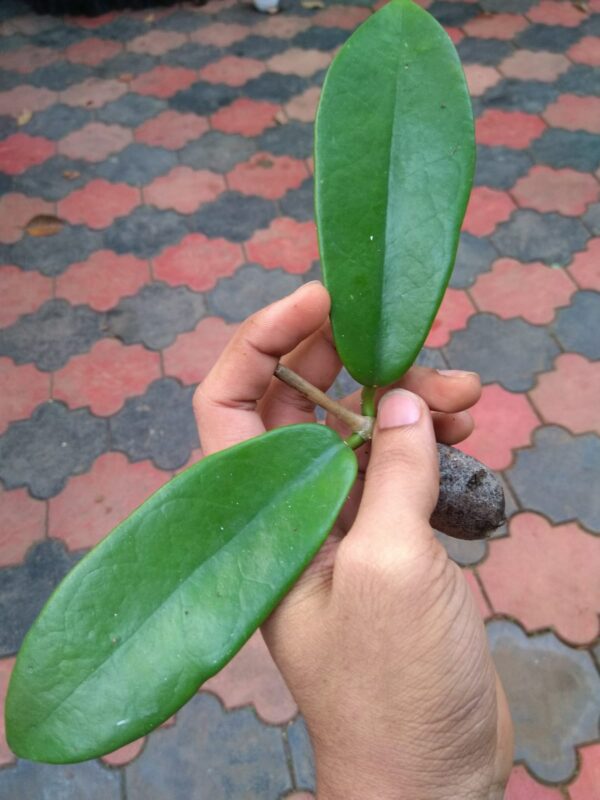 Hoya Coronaria Red. - Image 2