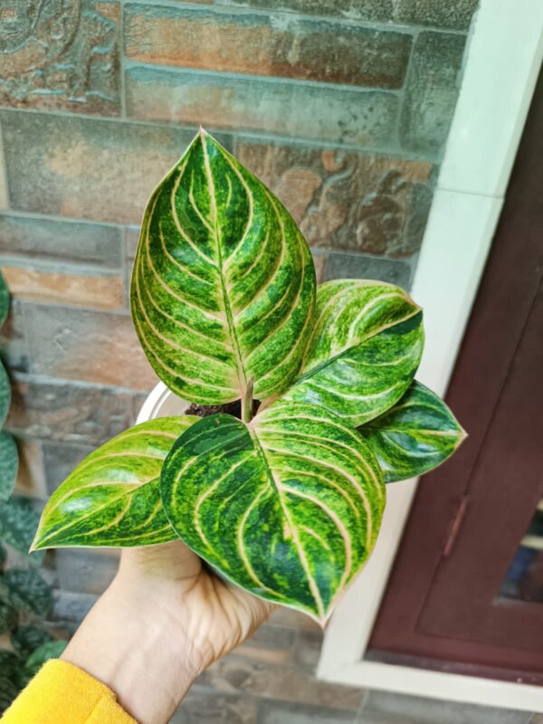 Aglonema Siam Perfect