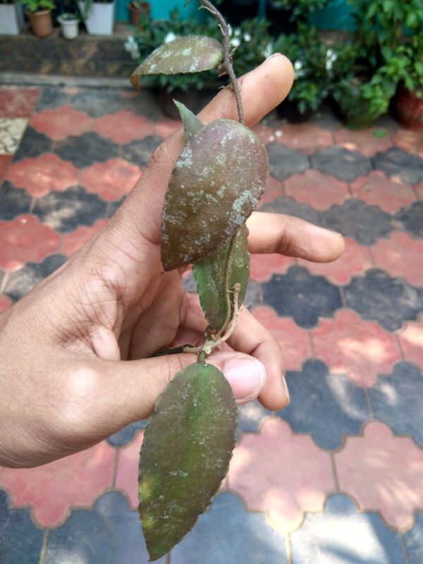 Hoya Caudata Sumatra. - Image 2