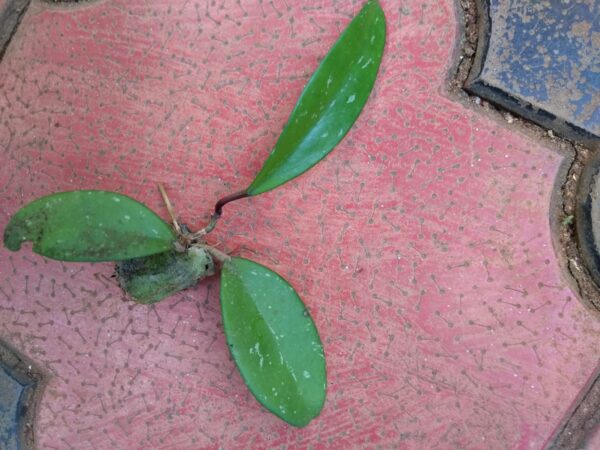 Hoya red. - Image 2